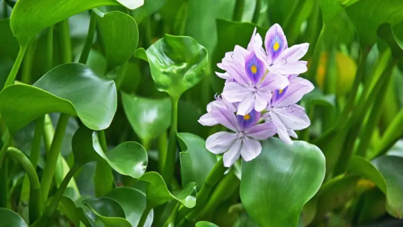 अब पौधे करेंगे गंदे पानी की सफाई, गांवों और शहरों में शुरू हुआ पर्यावरण मिशन