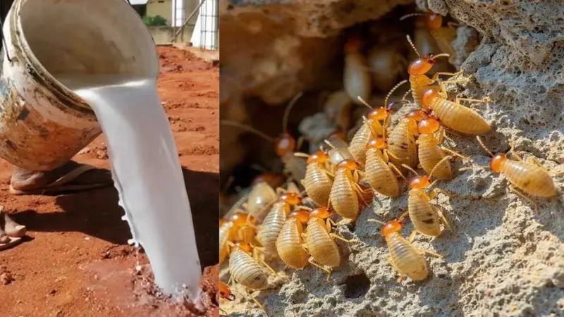 எளிய வழியில் கரையான்களை ஒழிப்பது எப்படி? வீட்டிலேயே இதைச் செய்யலாம்!