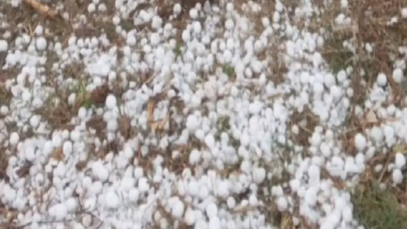 MP Weather News: मध्यप्रदेश में एक्टिव हुआ स्ट्रॉग सिस्टम, ओलावृष्टि ने तोड़ी किसानों की कमर, MP में अलर्ट