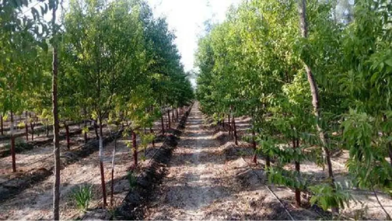 खेतों से खजाने तक.. चंदन की खेती से किसान 15 साल में बन सकते हैं करोड़पति