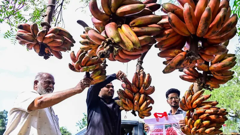 Karnataka govt to inject more value to Kamalapur red bananas