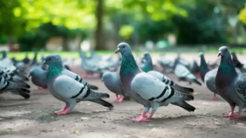 Why Pigeons Prefer Walking Over Flying: The Real Urban Survival Reason