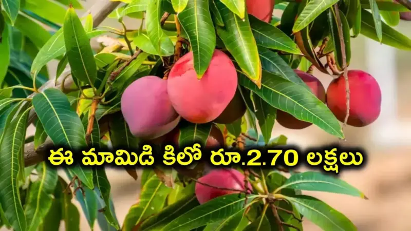 ఏపీలో పండుతున్న జపాన్ మామిడి.. కిలో రూ.2.70 లక్షలు, టీడీపీ ఎమ్మెల్యే ఇంట్లో చెట్టు