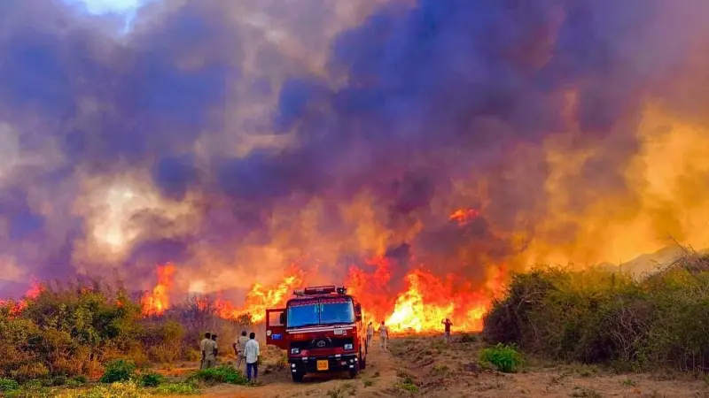 Karnataka: Vast tracts of forest destroyed in wildfire in Chamarajanagar