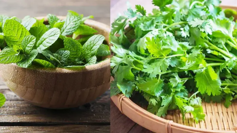 ஃபிரிட்ஜ் இல்லாமலேயே புதினா, கொத்தமல்லியை பாதுகாக்கும் பாரம்பரிய வழிமுறைகள்!