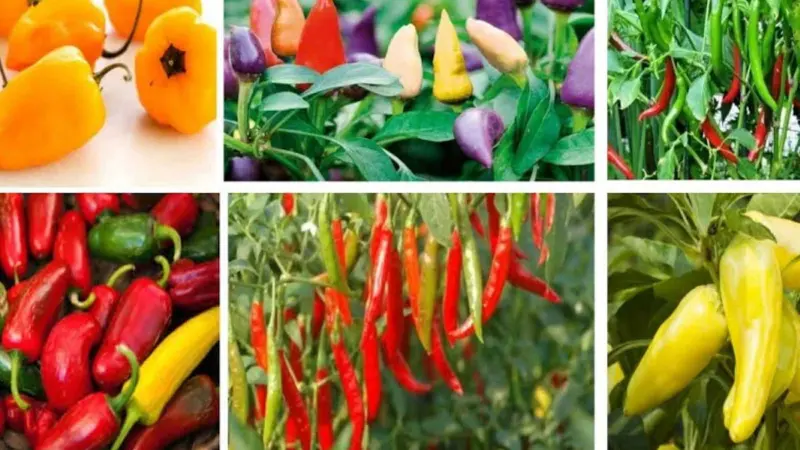 காரமான பச்சை மிளகாய்க்கு பதிலாக உணவுக்கு சுவை கூட்டும் மிளகாய் வகைகள்!