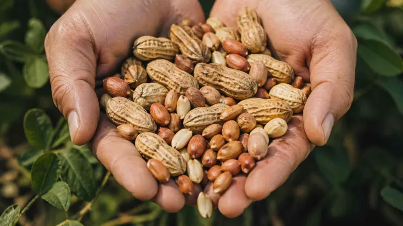 What Is Nutritional Value of Peanuts?