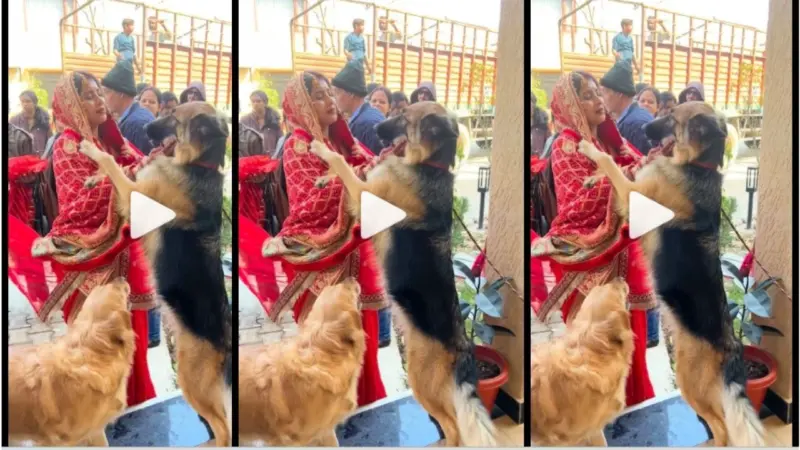 दुल्हन की विदाई पर इमोशनल हुए पालतू कुत्ते, वायरल वीडियो ने सबको भावुक कर दिया