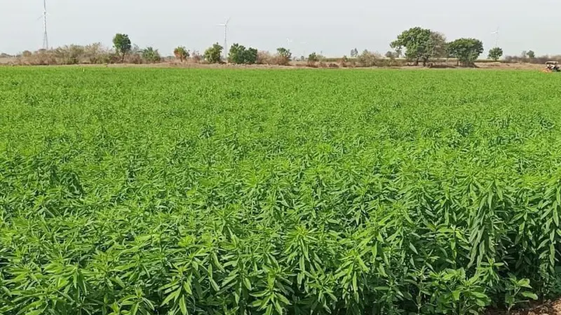 લીલો પડવાશ તરીકે શણની ખેતીની વિસ્તારથી માહિતી 🌿