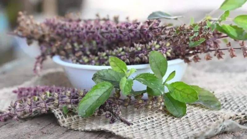 How to use basil leaves for wellness