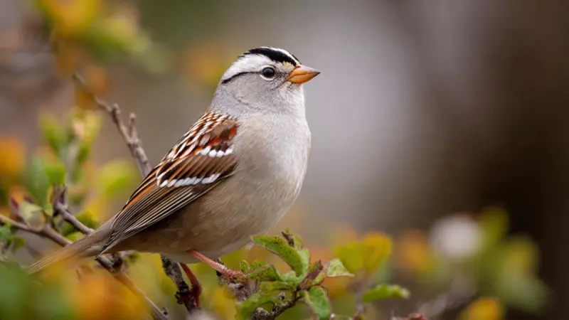 Most Beautiful Sparrow Birds In The World: Top 7 Stunning Species