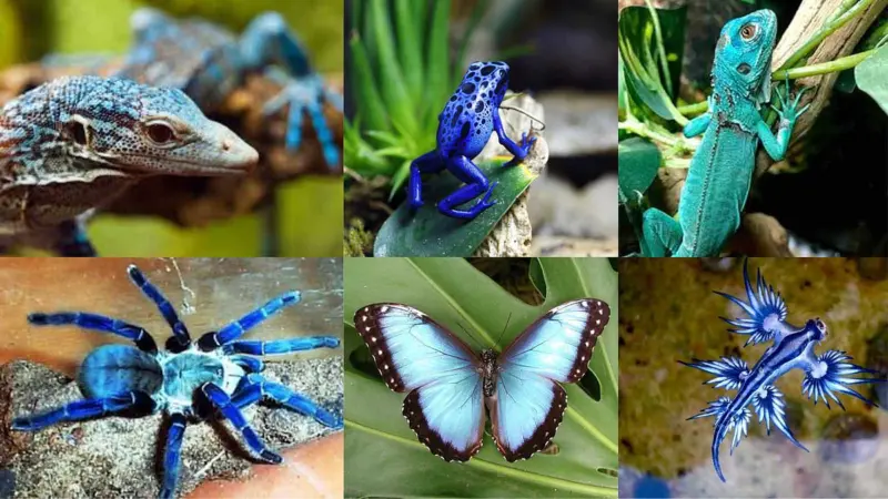 இயற்கையின் கைவண்ணம்: நீல நிறத்தில் ஒளிவீசும் 7 உயிரினங்கள்!
