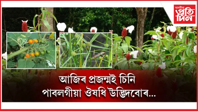 আধুনিক খাদ্যাভ্যাস বনাম প্ৰাকৃতিক বনৌষধ : উপকাৰী কোনটো ?
