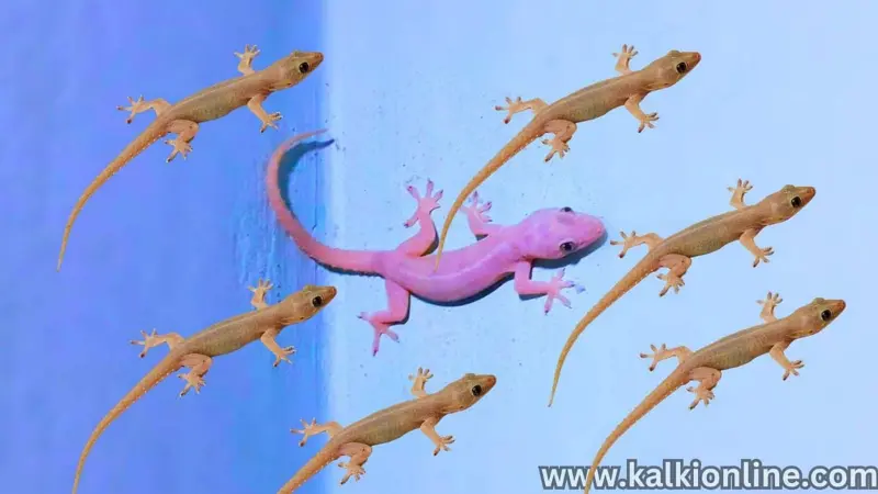 பல்லியை கொல்லாமலேயே வீட்டை விட்டு விரட்ட இந்த சிம்பிள் ட்ரிக்ஸ் மட்டும் போதும்!