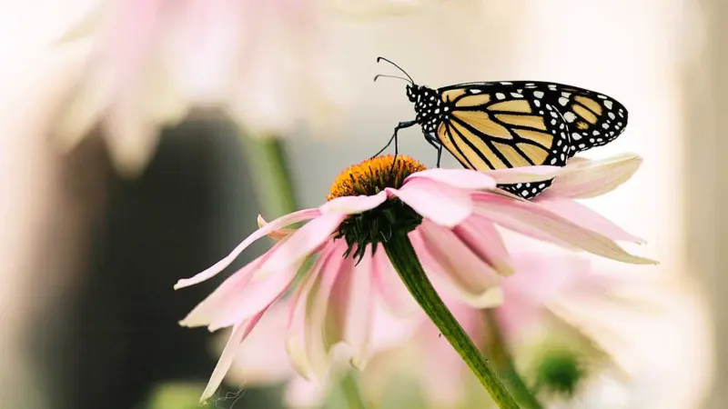 பட்டாம் பூச்சிக்கு 'butterfly' என்ற‌ பெயர் எப்படி வந்தது தெரியுமா?