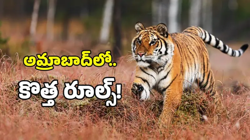 పులుల కోసం అడవుల్లో స్పెషల్ హోటళ్లు.. సర్కార్ సరికొత్త ప్లాన్!