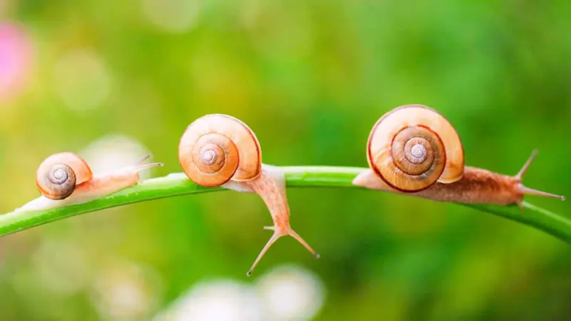 மழைக்காலம் வந்துடுச்சு: நத்தைகள் உங்கள் வீட்டில் நுழையாமல் தடுக்க சில யோசனைகள்!