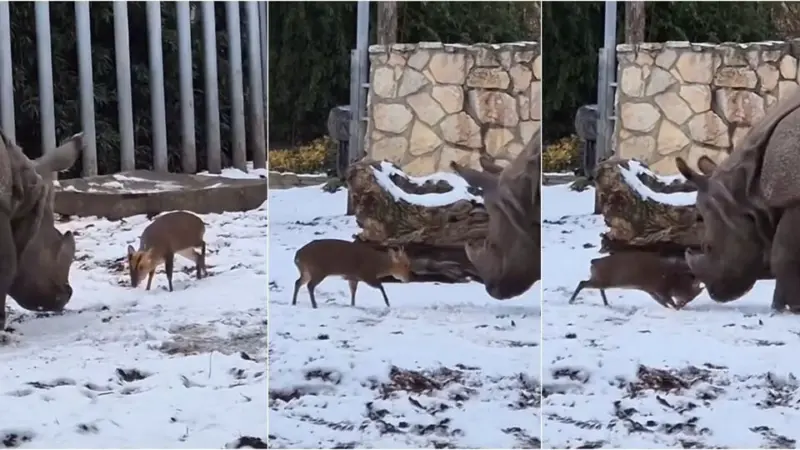 Tiny deer takes on 1.7-tonne rhino at Poland zoo; viral video amuses the internet