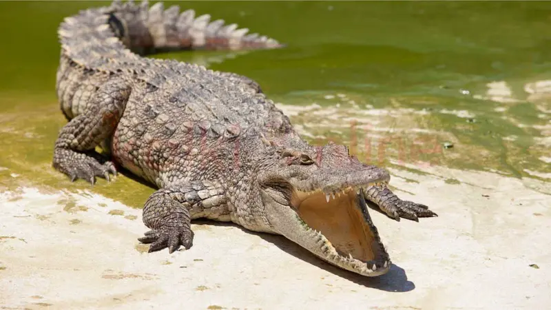 முதலைக் கண்ணீரின் காரணம் என்ன தெரியுமா?