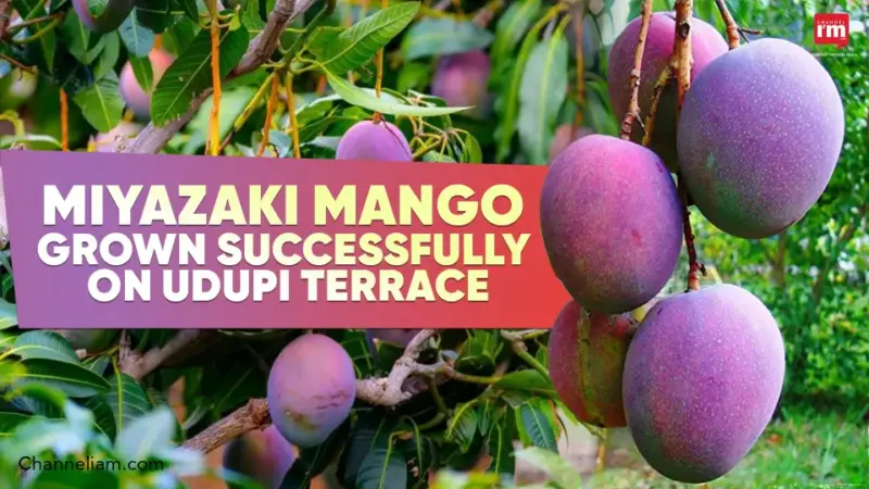 Miyazaki Mango Grown on Udupi Terrace