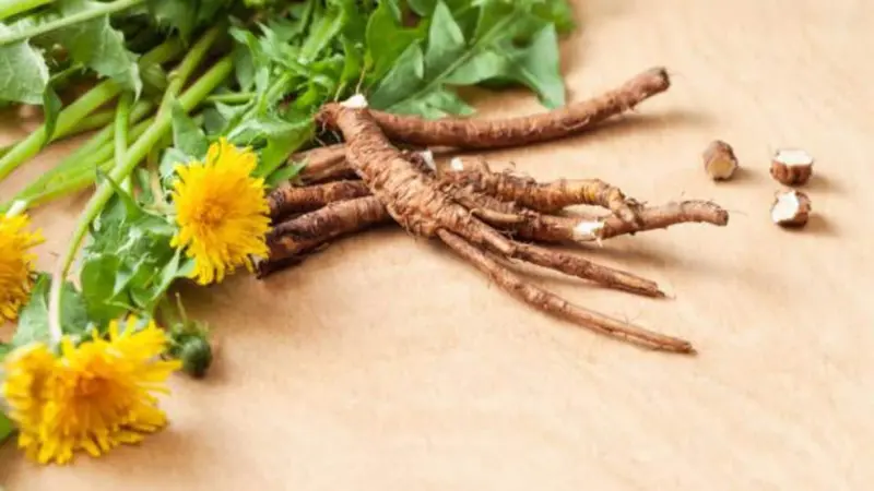 Dandelion roots: A natural remedy for gut health