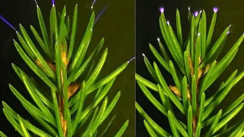 மின்னல் முதல் ஹைட்ராக்சில் வரை: காடுகள் புவி வெப்பமாதலைத் தடுப்பது எப்படி?