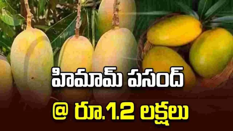 హిమామ్‌ పసంద్‌ @ రూ.1.2 లక్షలు