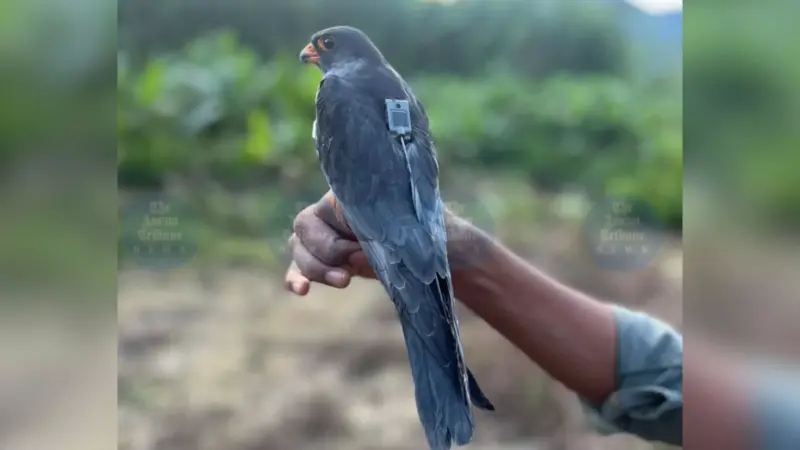 Radio-Tagged Amur Falcon Apapang reaches Eastern Myanmar after 4,750 km Africa flight