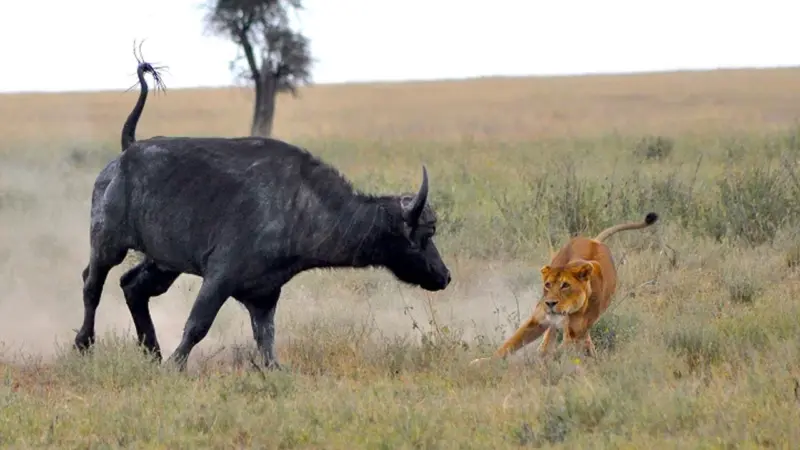 సింహానికే చుచ్చుపోయించిన అడవి దున్న.. బాహుబలి రేంజ్ లో సీన్.. వీడియో