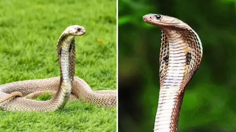 Solapur Cobra News | सोलापुरात आढळला दुर्मिळ 'ल्युसिस्टिक नाग'