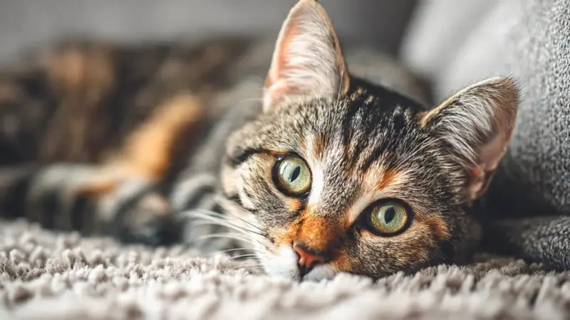 How To Cat-Proof Your Home With Smart Safety Tips For Every Room