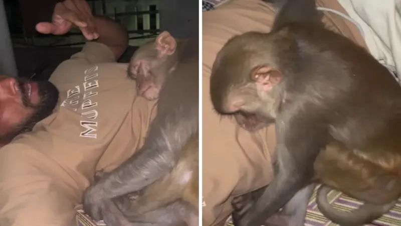 Viral Video: தூங்கிய இளைஞனை கட்டிப்பிடித்து உறங்கிய குரங்கு. முழித்துப்பார்த்தபோது காத்திருந்த அதிர்ச்சி. அடுத்து நடந்த சம்பவம்..!!