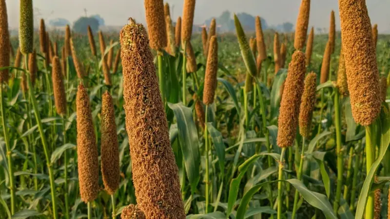 Barnyard Millet: మధుమేహం, అధిక బరువుకు చెక్ పెట్టే ఊదలు.. ఆరోగ్యానికి అమృతమే కానీ ఈ జాగ్రత్తలు తప్పనిసరి