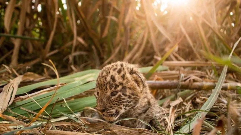 Pune's MLRC rescues over 100 leopards, reunites more than 112 cubs since 2018