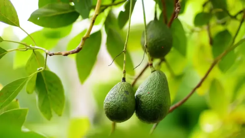 Grow Avocado at Home: Easy Balcony Gardening Guide to Save Big Money