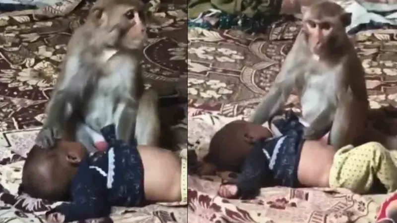 Monkey Holds Infant Like Its Own, Sparks Panic in Muzaffarnagar (VIDEO)