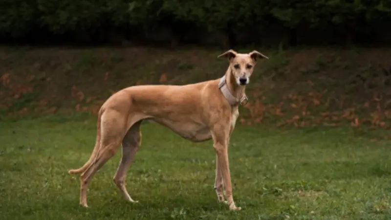 10 Rare Dog Breeds You've Never Heard Of With Extraordinary Traits