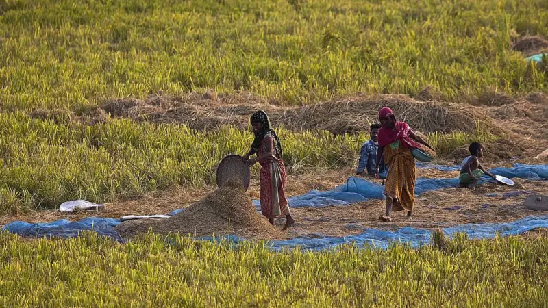 Rural Distress and Welfare Policies: India at the crossroads of survival and reform