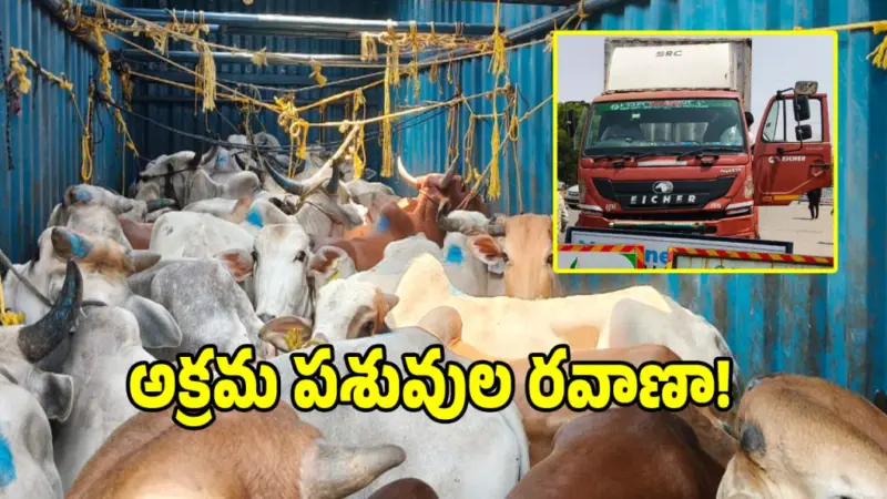 డబిల్పూర్ చెక్పోస్ట్ వద్ద.. అక్రమ పశువుల రవాణా పట్టివేత!