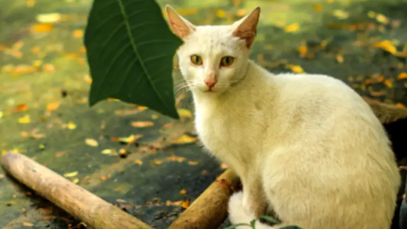 10 Rarest Cats on Earth: Wild Cats Few People Ever Get to See