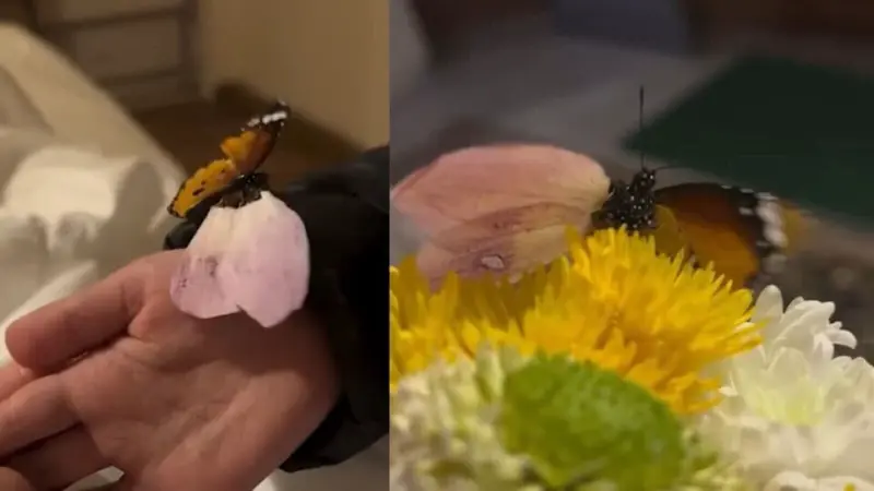 Man in Jordan revives injured butterfly with handmade petal wing after days of care - Watch adorable video