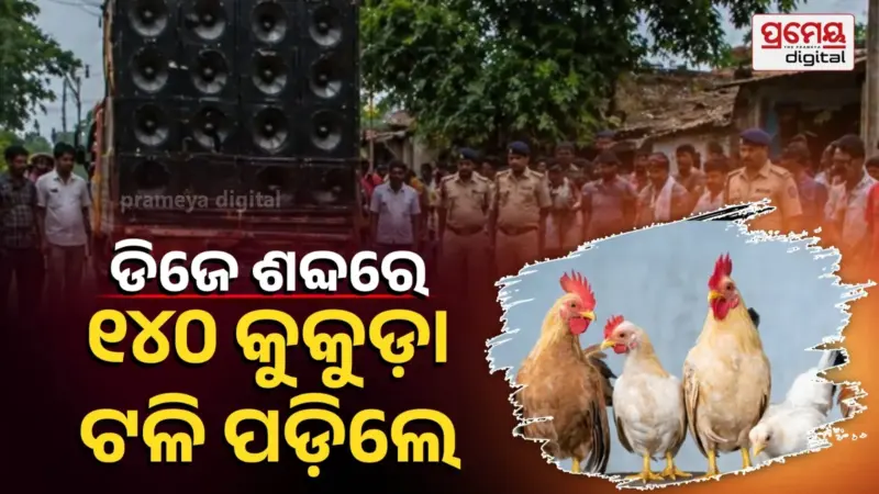ବାହାଘର ଡିଜେ ଶବ୍ଦରେ ୧୪୦ଟି କୁକୁଡା ମରିଗଲେ : ଫାର୍ମ ମାଲିକ ରୁଜୁ କଲେ FIR