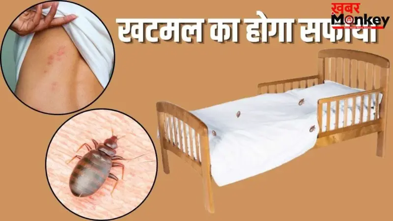 काट-काटकर किया हाल बेहाल.पलंग या सोफा में हो गए हैं खटमल, इन टिप्स से भगाएं दूर