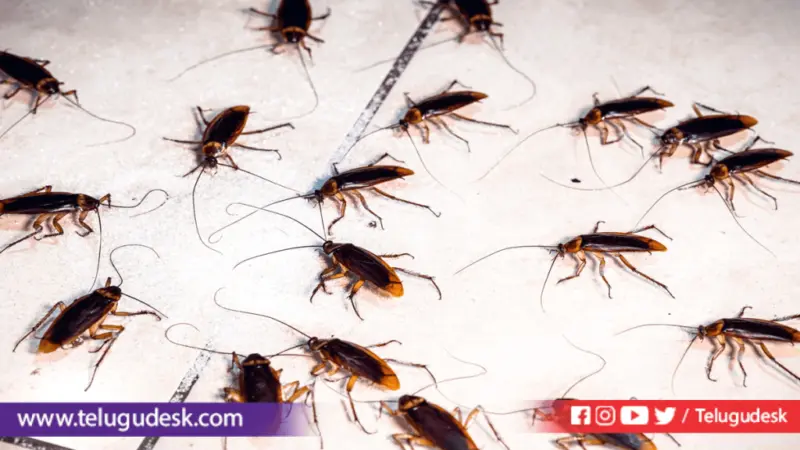 కిచెన్‌లో బొద్దింకలు తిరుగుతున్నాయా? ఈ హోమ్ టిప్స్ మీకోసమే!
