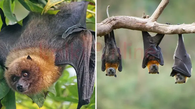 வௌவால்: ஓர் இரவு நேரப் பறவையா, விலங்கா?