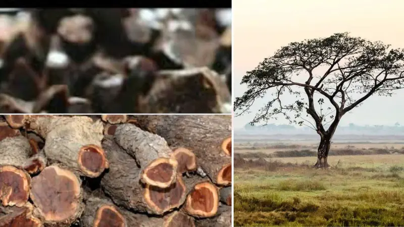 பல் முதல் புற்றுநோய் வரை: காசிக்கட்டியின் பலன்கள்! (Benefits of Kasikatti)