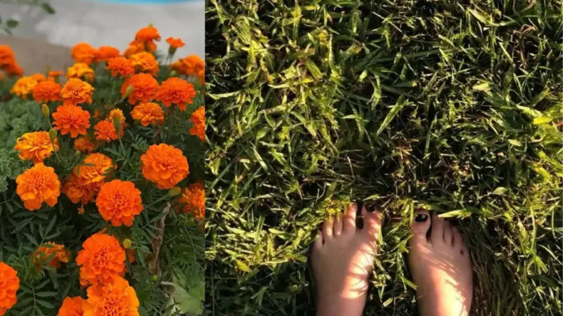 घर में कीड़ों से छुटकारा पाने के लिए पौधों के अद्भुत फायदे