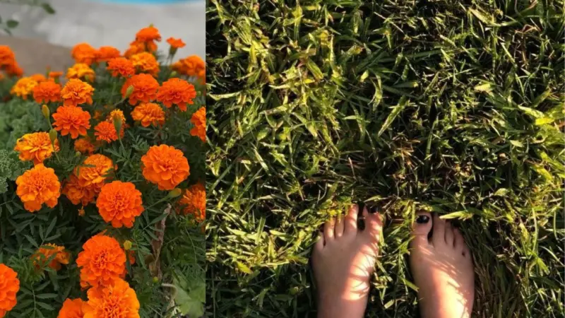 मच्छर भी कहेंगे इस घर में नहीं जाना रे बाबा, आंगन में बस लगा लें ये पौधे; कीड़े तो दूर सांप भी नहीं भटकेंगे आसपास