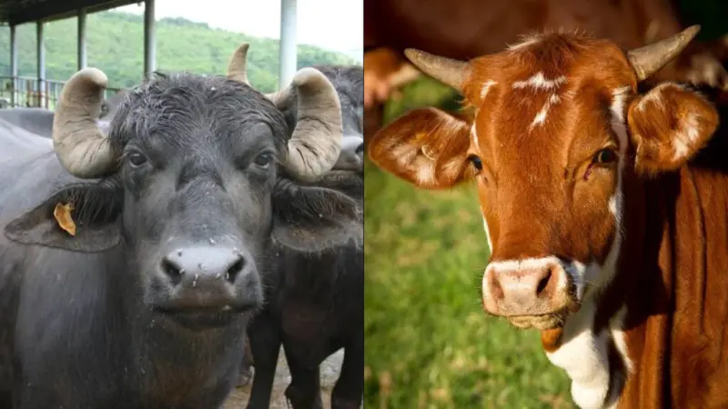 गाय या भैंस - डेयरी फार्मिंग में कौन देता है ज्यादा मुनाफा?