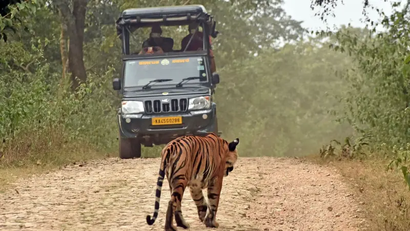 Karnataka Forest Department passes formal order to resume Safari in Bandipur and Nagarahole  tiger reserves